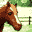 Discovery Kids - Pony Paradise (USA) (En,Fr,Es) [b]的图标