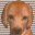 任天狗 腊肠犬(US)(YYJoy汉化组)(256Mb)的图标