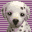 Nintendogs - Dalmatian & Friends (Europe) (En,Fr,De,Es,It)的图标